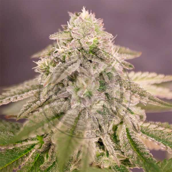 Bay Burger Seed > Delicious Seeds | Feminized Cannabis   |  Indica